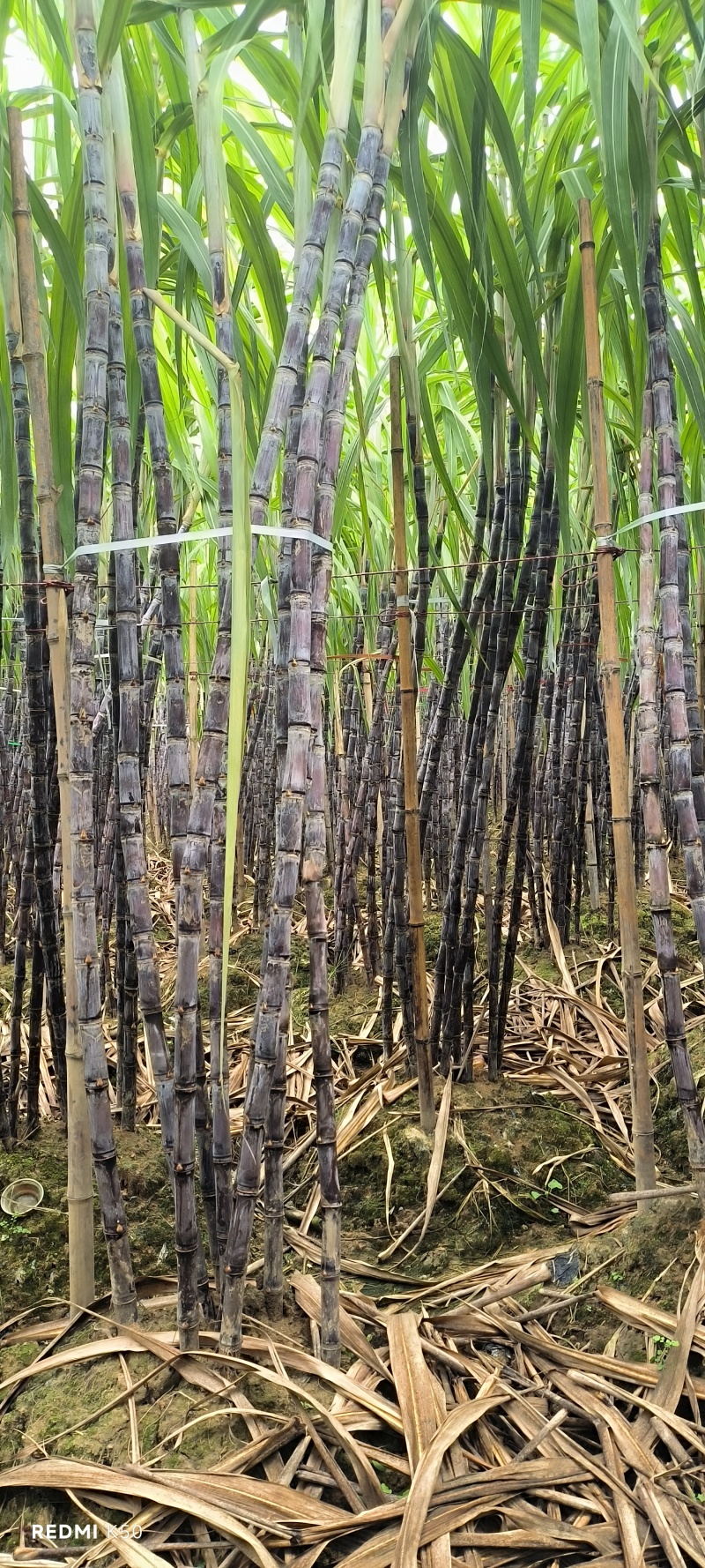 博白三滩镇黑皮甘蔗产地直供