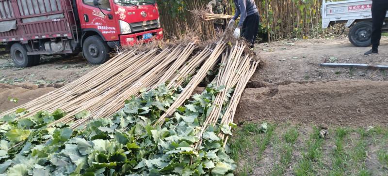 107杨树苗大量起苗上货中1—3公分