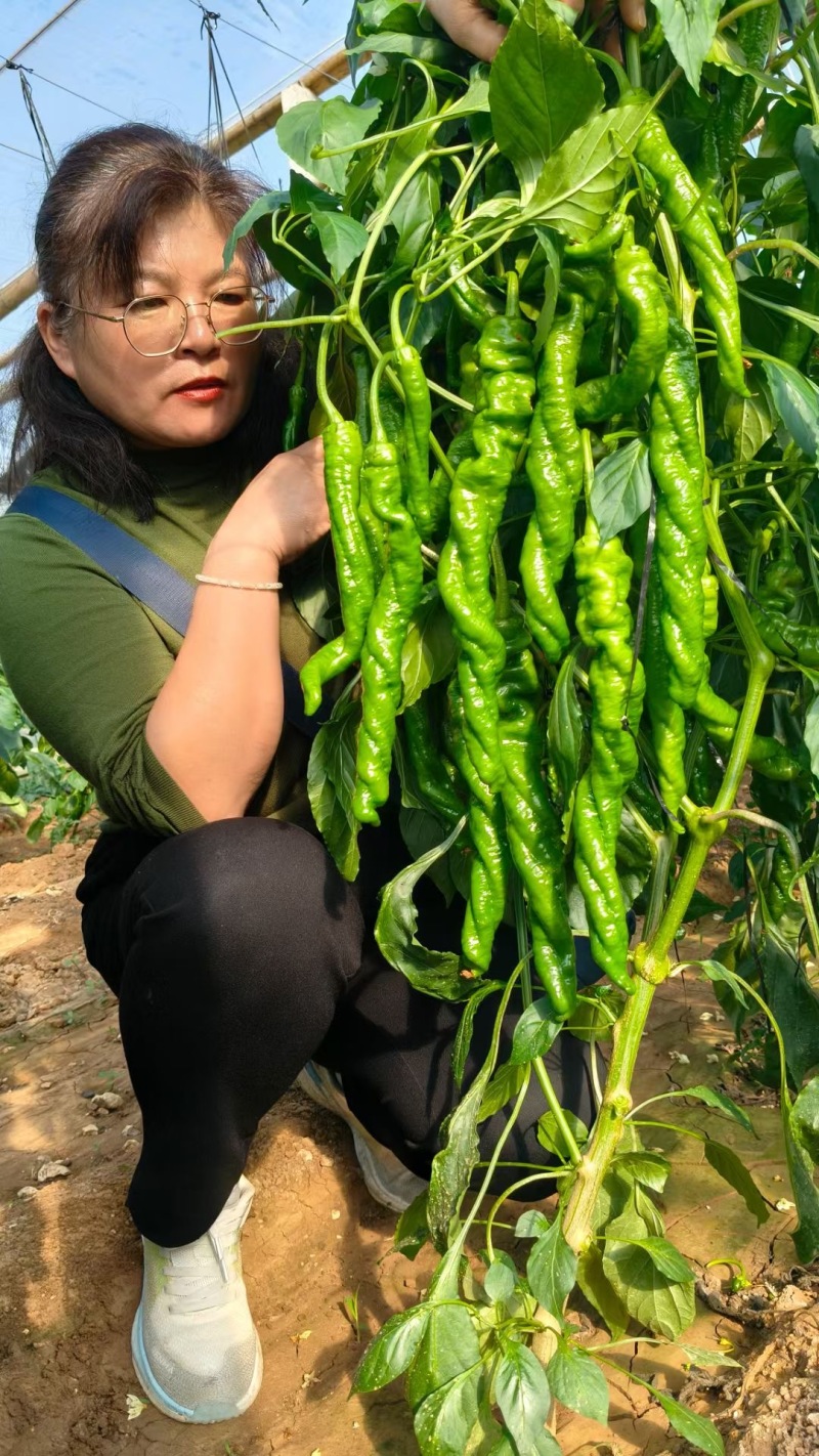 青美8号大果螺丝椒种子香辣大螺丝大果薄皮辣椒种子长果麻面