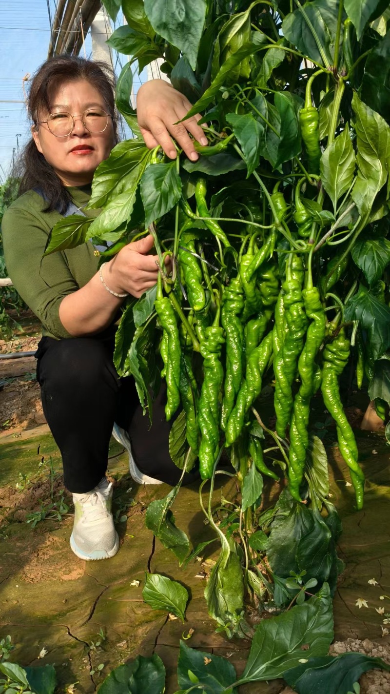 青美8号大果螺丝椒种子香辣大螺丝大果薄皮辣椒种子长果麻面