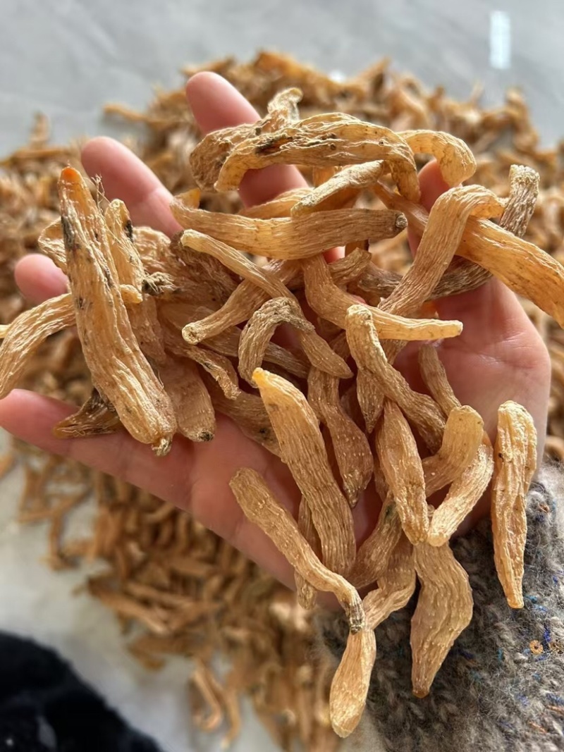 小天麻产地批发，湖北罗田大别山天麻天麻籽四级麻黄天麻