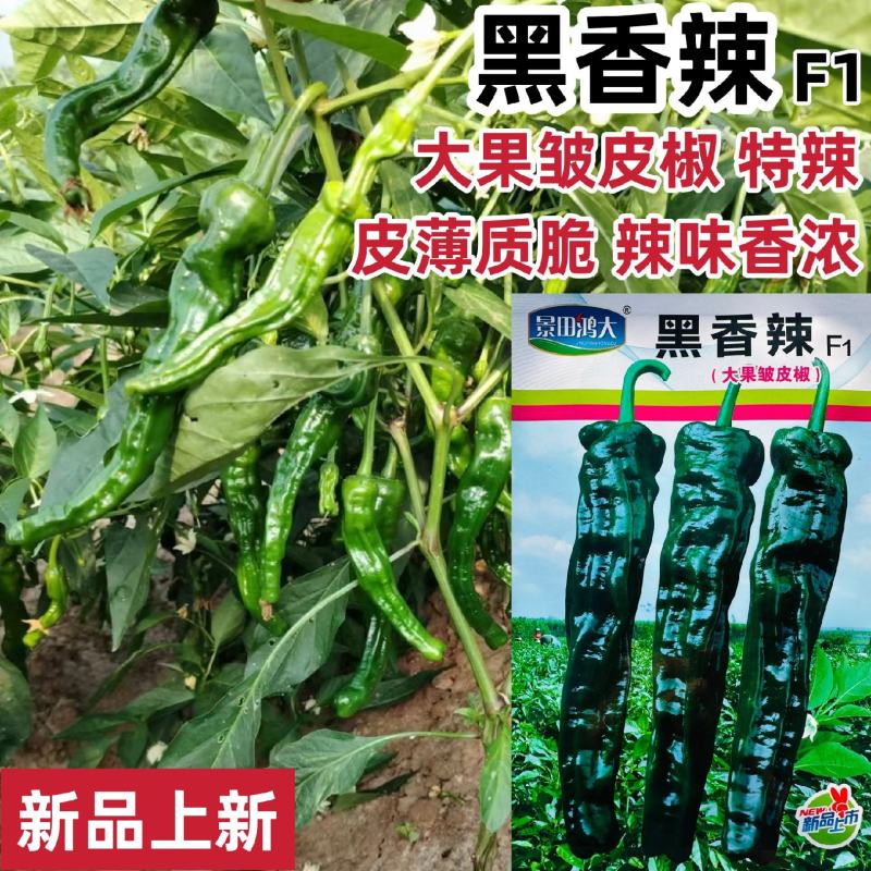 黑香辣皱皮椒种子特辣辣椒种子黑亮大皱皮辣椒皱皱椒种籽香辣