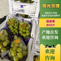 红提葡萄/阳光玫瑰/澳洲无核葡萄/户太八号/夏黑葡萄产地