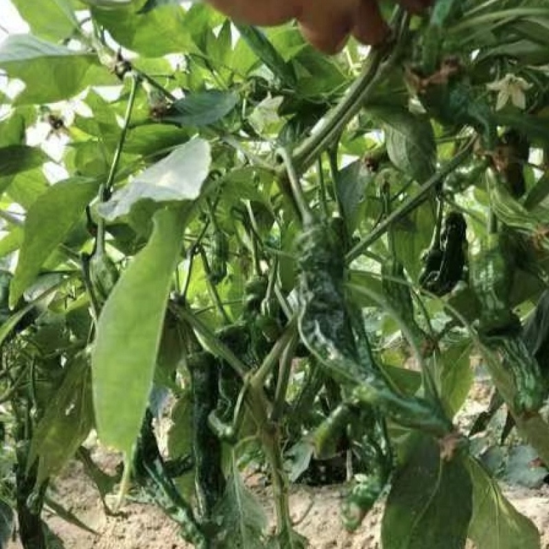 黑香辣皱皮椒种子特辣辣椒种子黑亮大皱皮辣椒皱皱椒种籽香辣