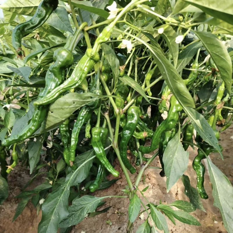 黑香辣皱皮椒种子特辣辣椒种子黑亮大皱皮辣椒皱皱椒种籽香辣
