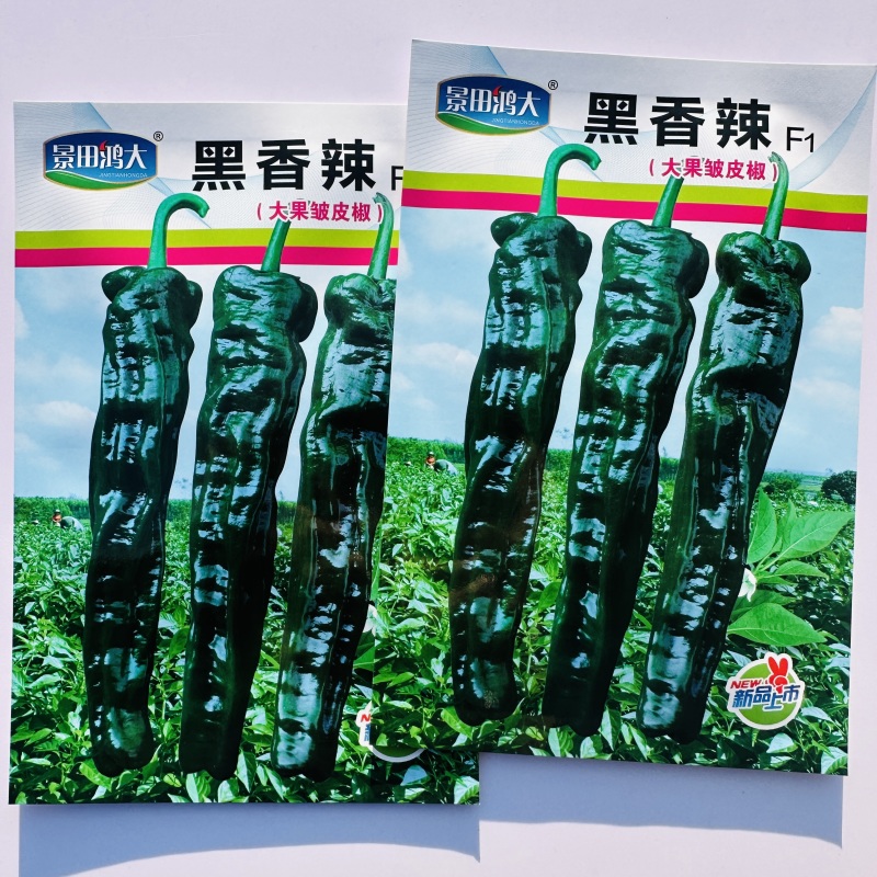 黑香辣皱皮椒种子特辣辣椒种子黑亮大皱皮辣椒皱皱椒种籽香辣