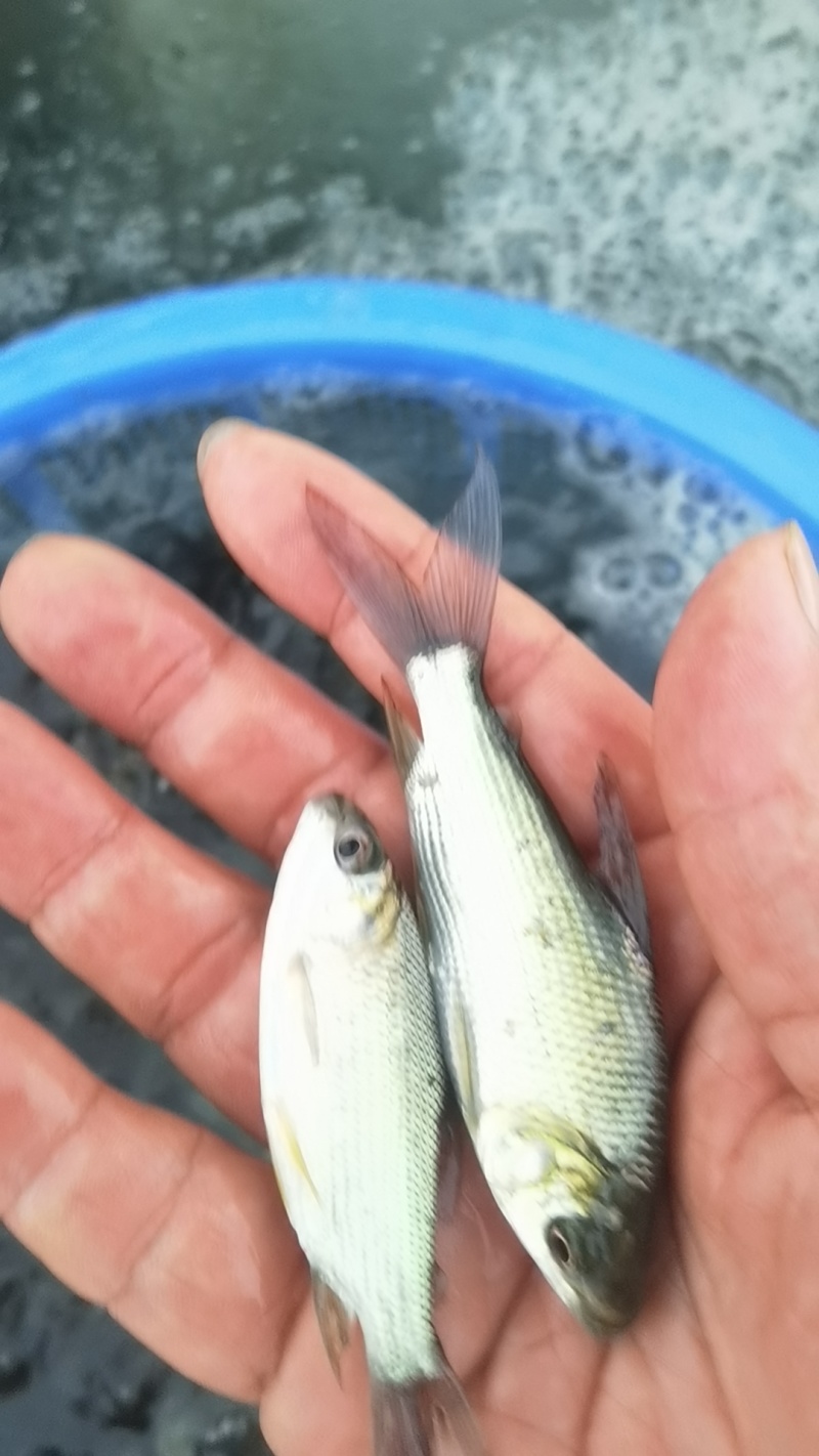 巴西雕鱼苗，三文鱼附身鱼苗批发供应