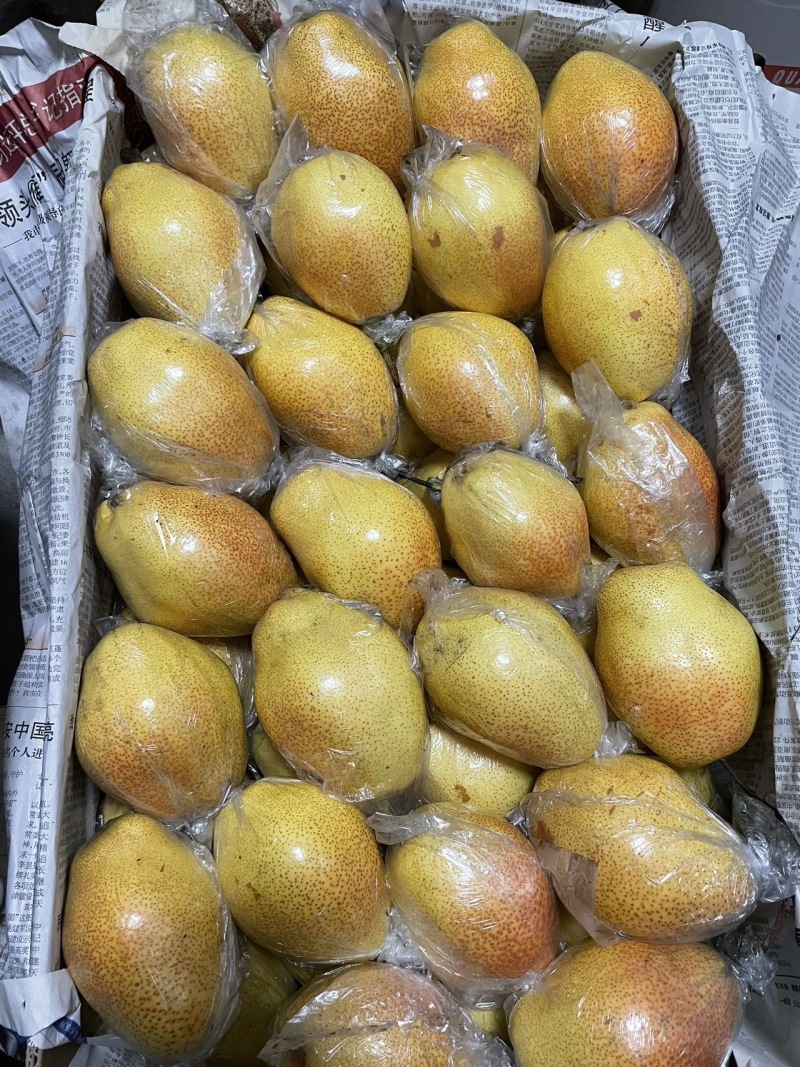 天津蓟州区农家自产红香酥梨