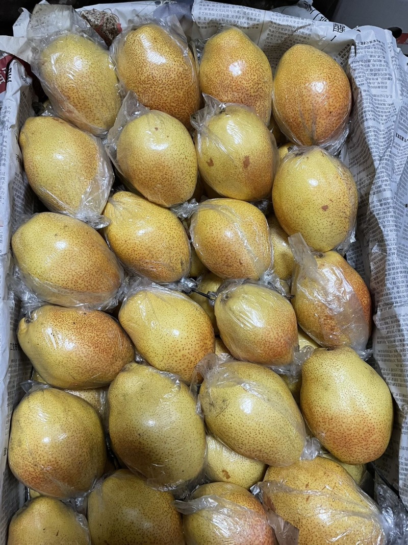 天津蓟州区农家自产红香酥梨