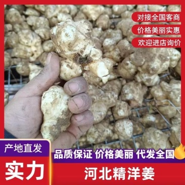【实力商家】河北洋姜基地，品质保障产地直发价格美丽