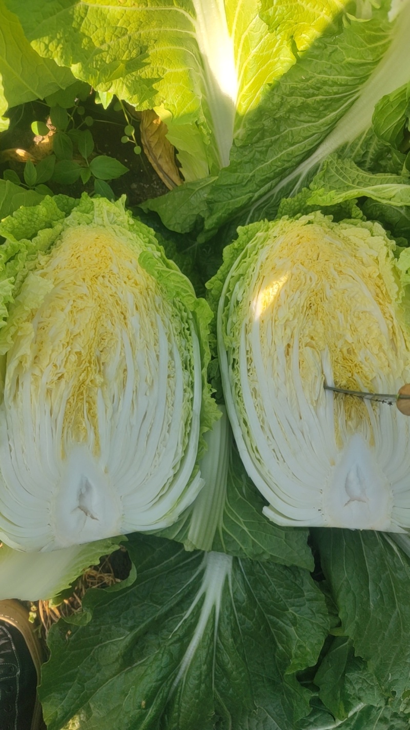 平度市黄心大量上市，专业团队，支持各种包装。