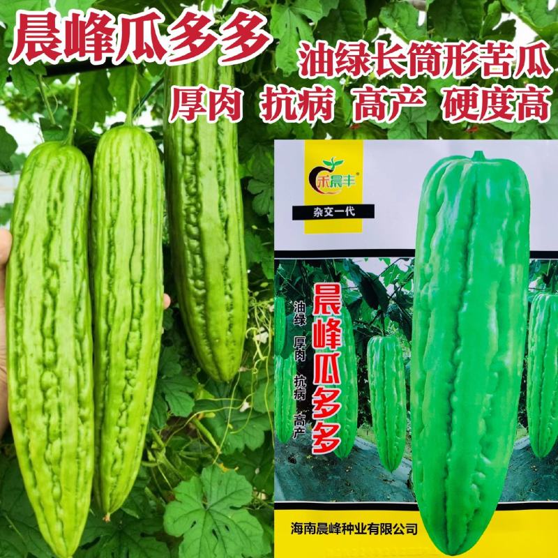晨峰瓜多多苦瓜种子油绿肉苦瓜种子肉厚高产大肉苦瓜种籽蔬菜