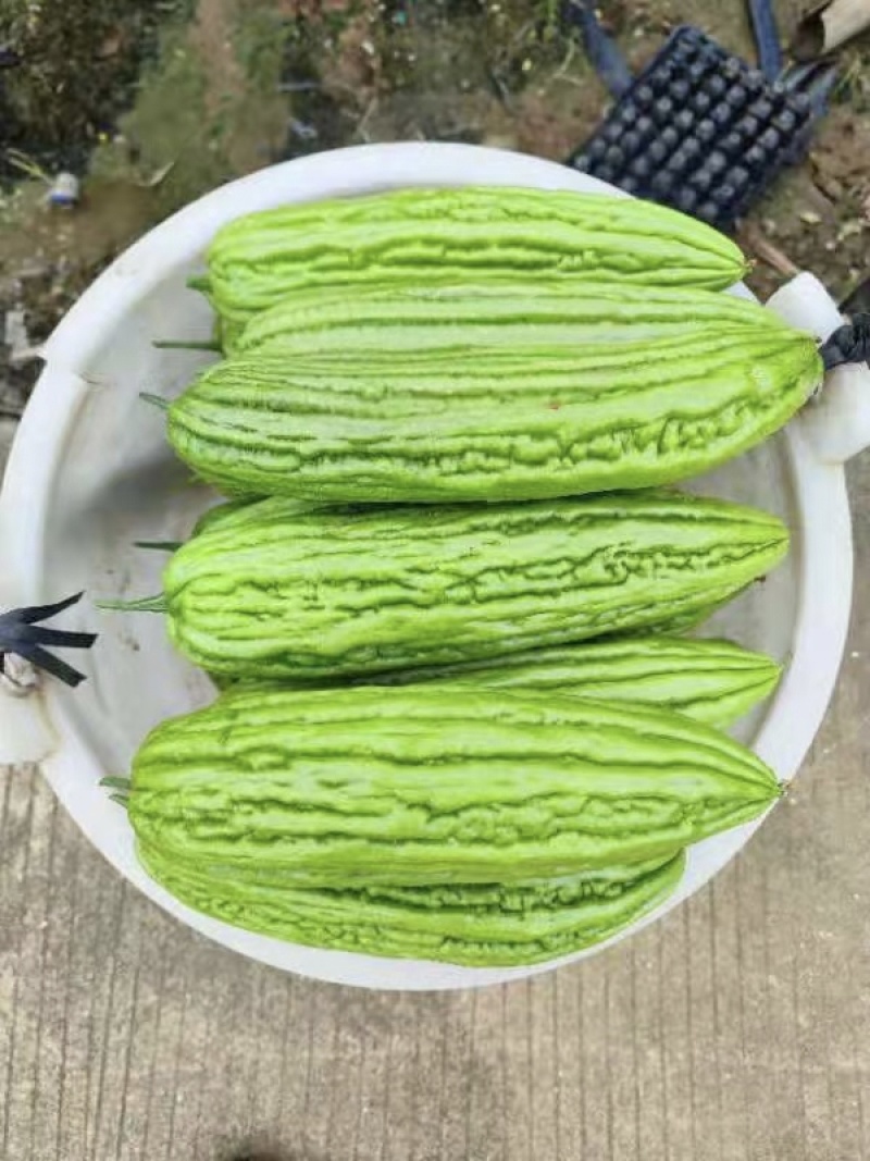 晨峰瓜多多苦瓜种子油绿肉苦瓜种子肉厚高产大肉苦瓜种籽蔬菜
