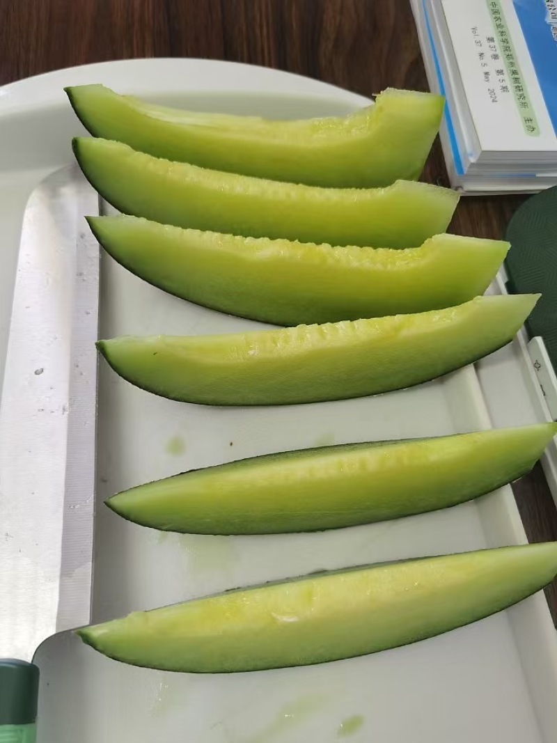 众天F175网纹瓜种子高糖绿肉网纹蜜瓜种子椭圆形哈密瓜