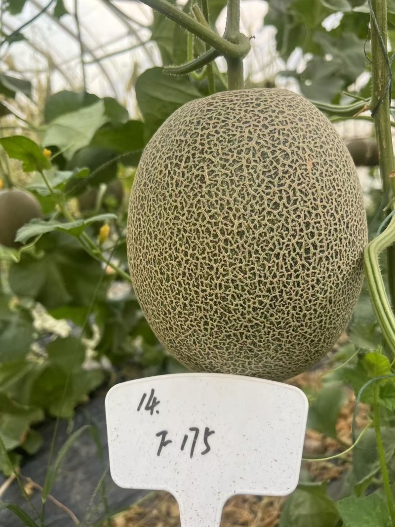 众天F175网纹瓜种子高糖绿肉网纹蜜瓜种子椭圆形哈密瓜