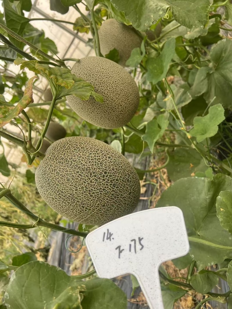 众天F175网纹瓜种子高糖绿肉网纹蜜瓜种子椭圆形哈密瓜