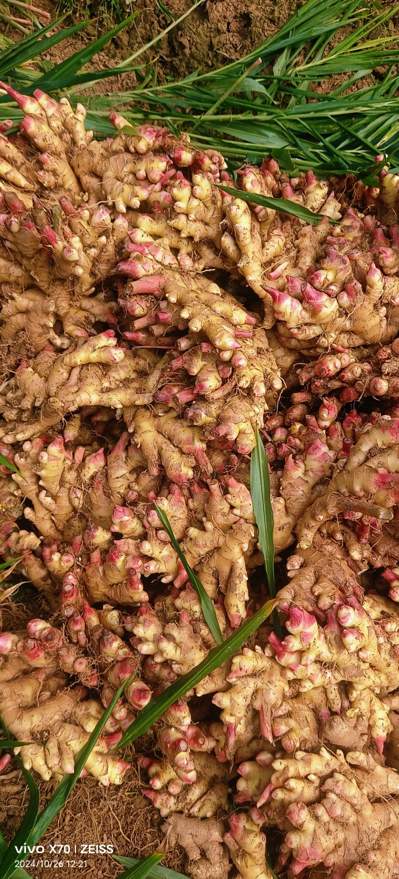 大量供应湖南小黄姜竹姜