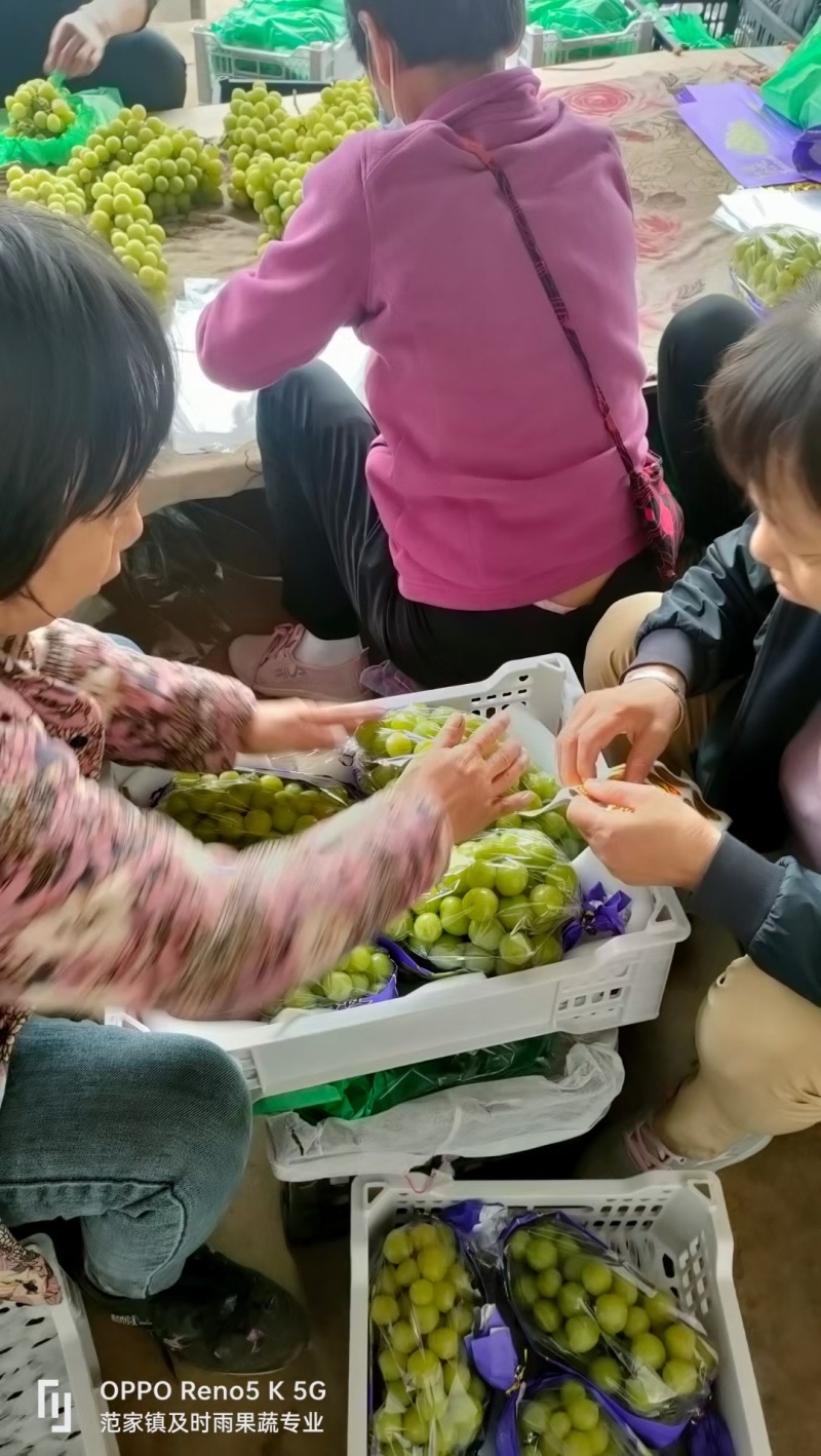 妮娜皇后，浪漫红颜，阳光玫瑰，克伦生种植基地