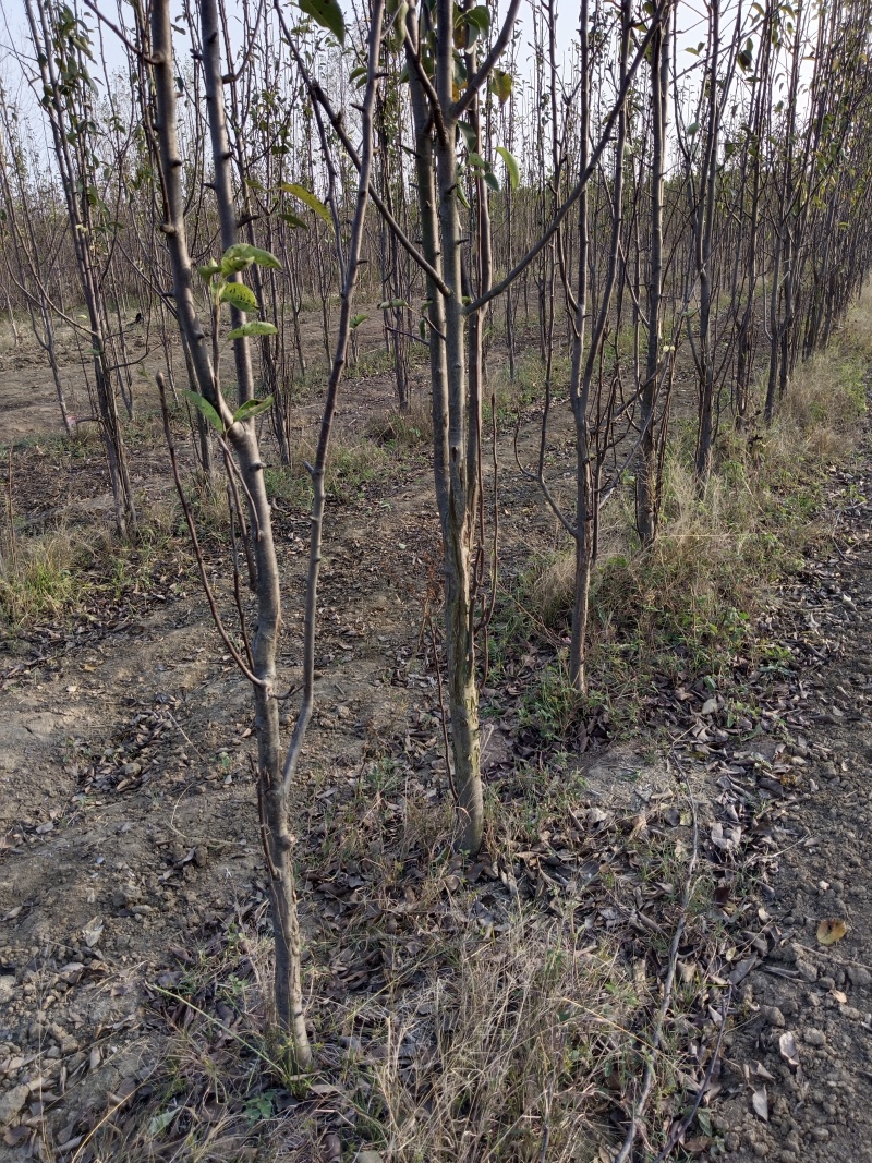 梨树3公分梨树4公分梨树批发河南梨树基地批发