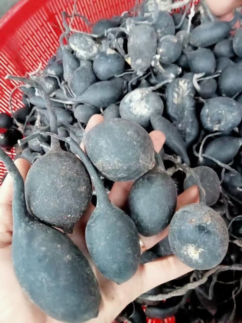 云南乌灵参资源有限有需要联系