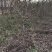 山楂树3公分山楂树河南山楂树基地批发