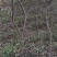山楂树3公分山楂树河南山楂树基地批发
