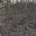山楂树3公分山楂树河南山楂树基地批发