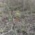 山楂树3公分山楂树河南山楂树基地批发