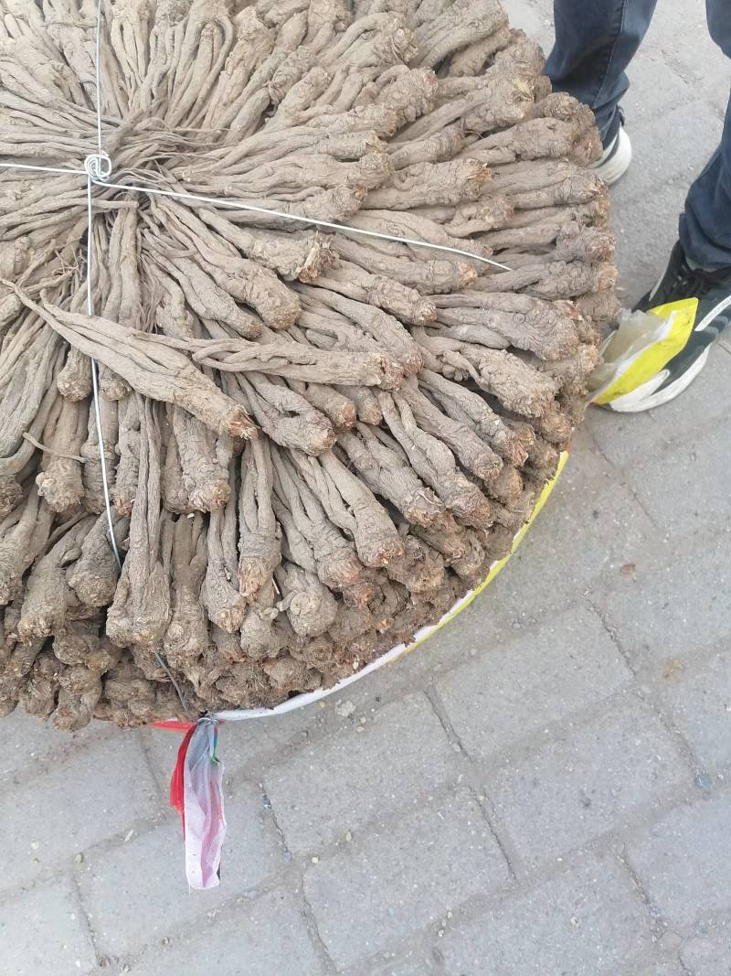 精品岷县当归，产地直发质量保证，价格合理，全国发货