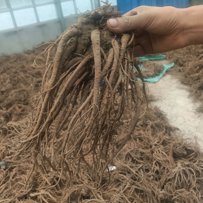 精品岷县当归，产地直发质量保证，价格合理，全国发货