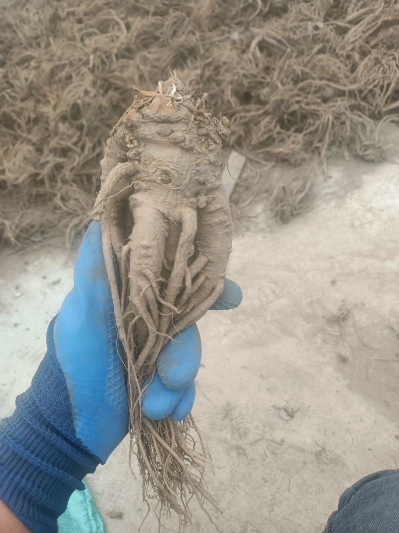 精品岷县当归，产地直发质量保证，价格合理，全国发货