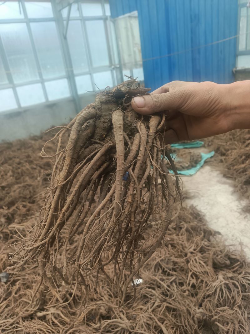 精品岷县当归，产地直发质量保证，价格合理，全国发货