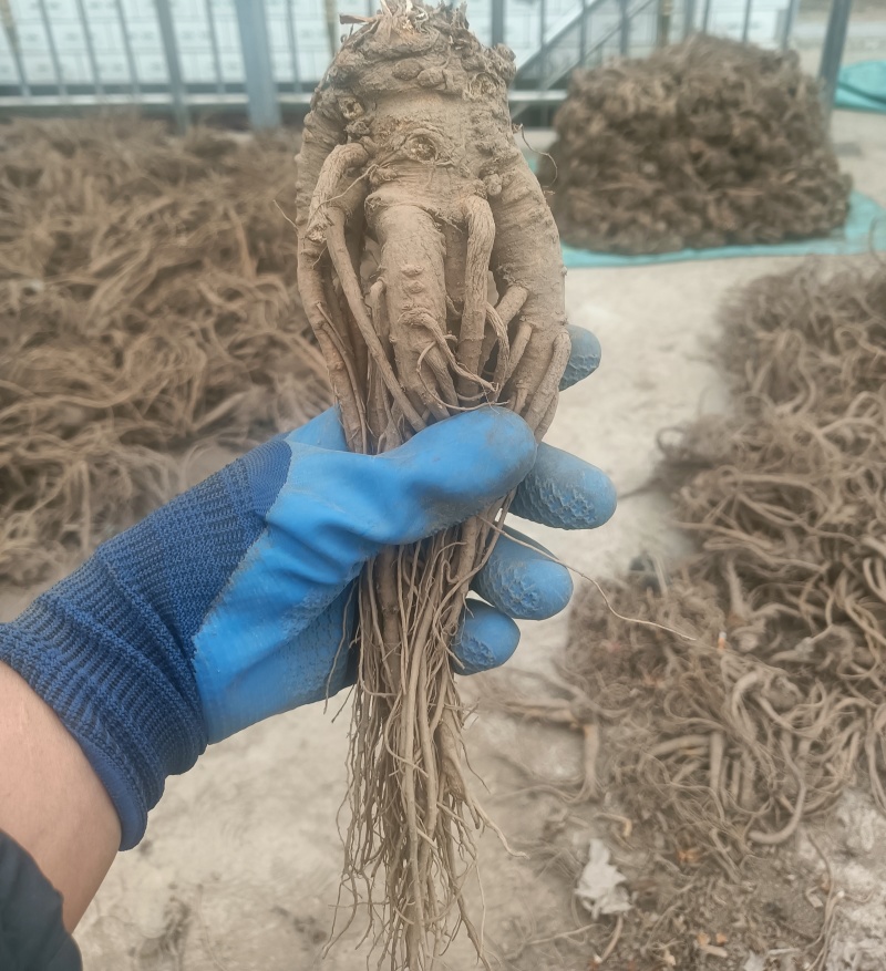 精品岷县当归，产地直发质量保证，价格合理，全国发货