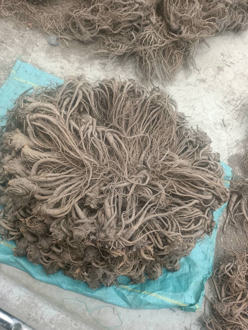 精品岷县当归，产地直发质量保证，价格合理，全国发货