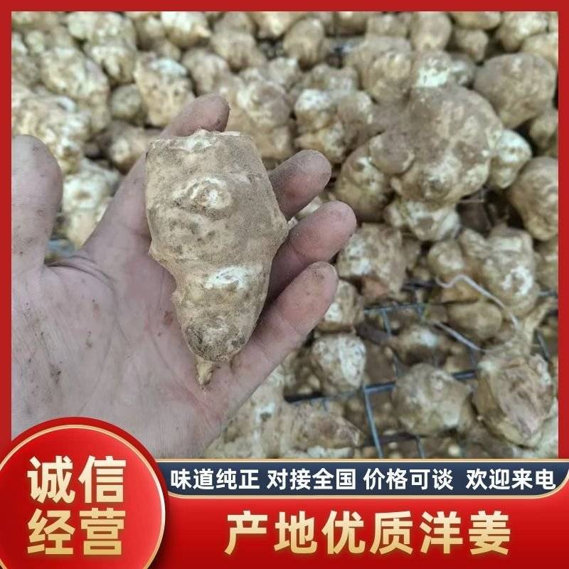【产地直发】甄选洋姜品质保障味道纯正诚信经营