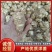 【产地直发】甄选洋姜品质保障味道纯正诚信经营