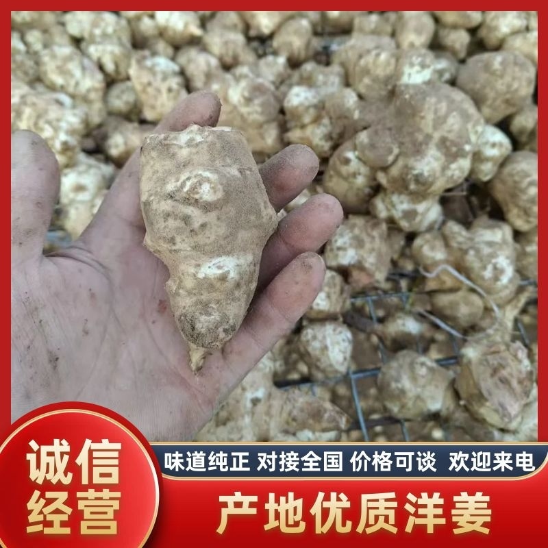 【产地直发】甄选洋姜品质保障味道纯正诚信经营