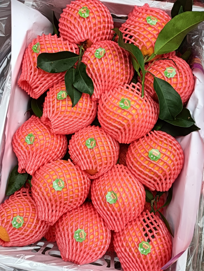 爱媛38