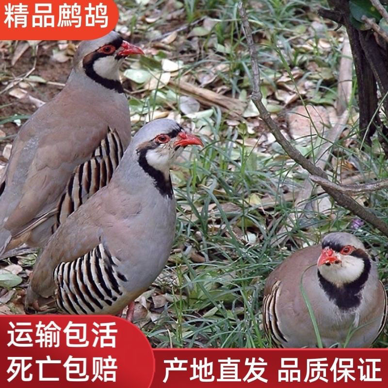现货鹧鸪鸡呱呱鸡大鹧鸪中鹧鸪小鹧鸪规格