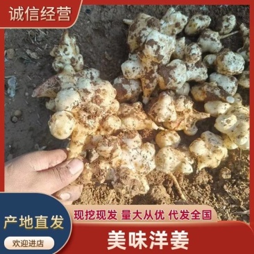 【诚信经营】河北洋姜产地直发提供优质洋姜诚信第一位