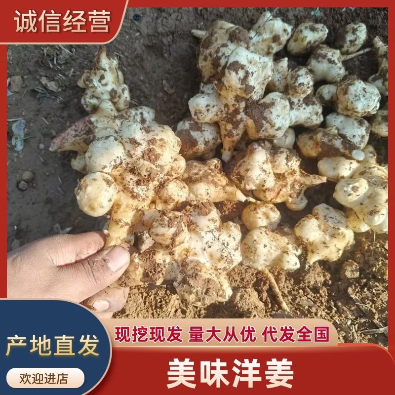 【诚信经营】河北洋姜产地直发提供优质洋姜诚信第一位