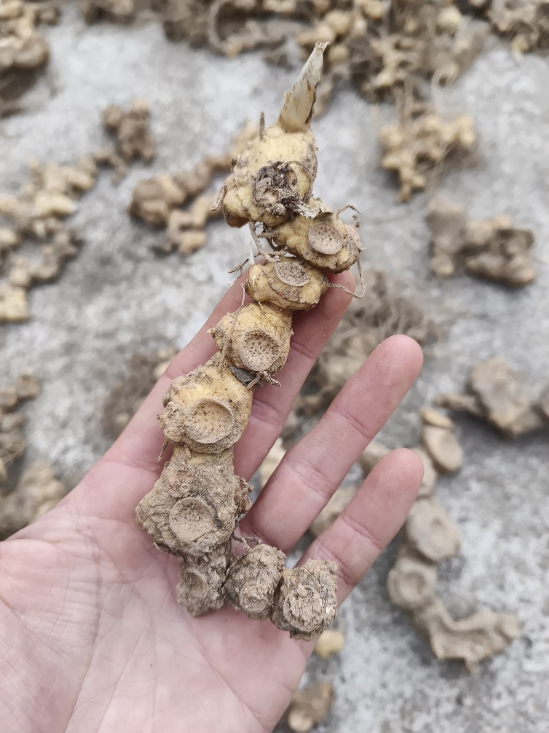 干货野生黄精段子熟黄精一蒸一晒碎段、茶包、打粉、投料