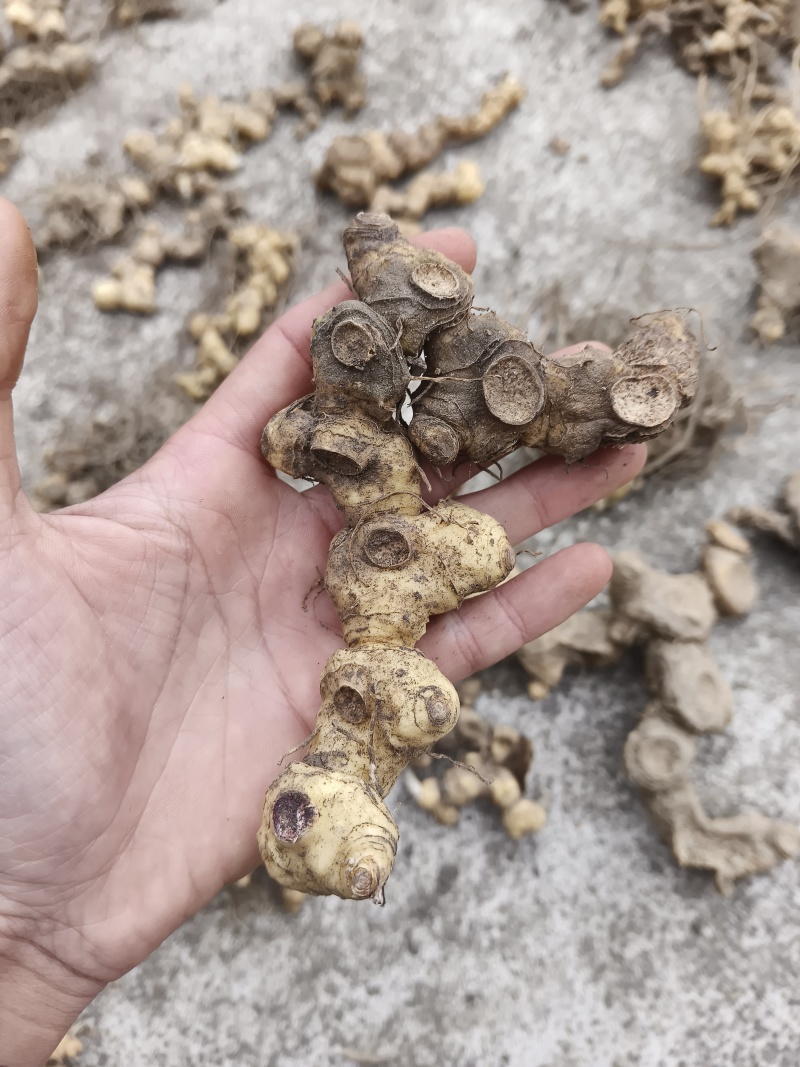 干货野生黄精段子熟黄精一蒸一晒碎段、茶包、打粉、投料
