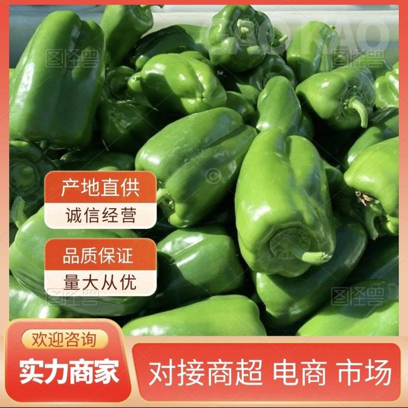 红黄绿彩椒圆椒寿光产地直供大量上市品质好价格低