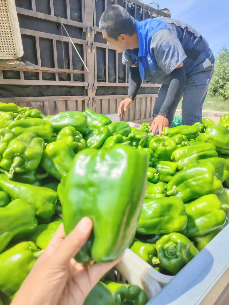 红黄绿彩椒圆椒寿光产地直供大量上市品质好价格低