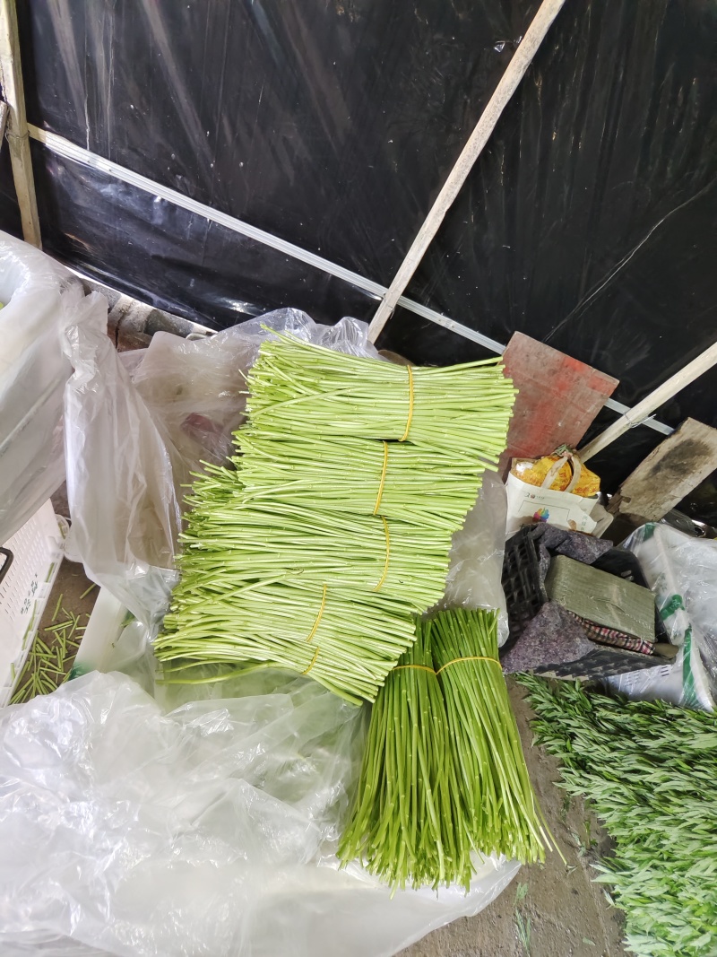 蔬菜黎蒿