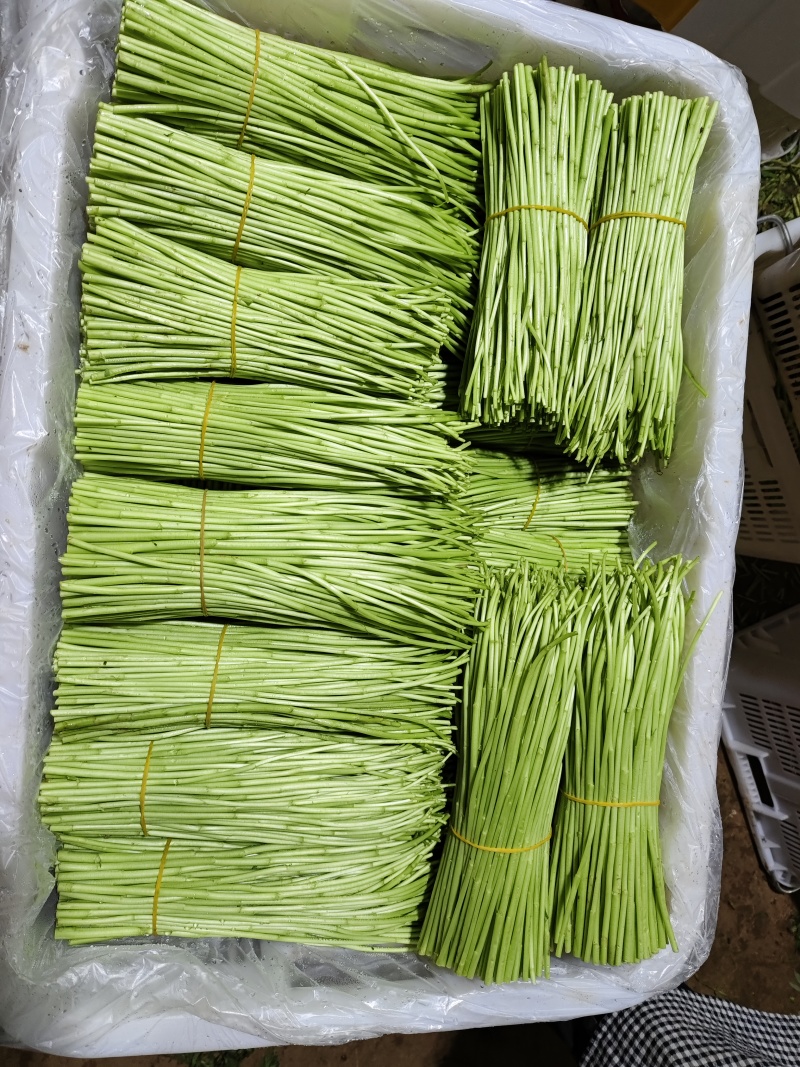蔬菜黎蒿