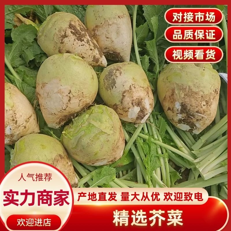 【实力商家】河北优质芥菜头产地直发货源充足诚信第一