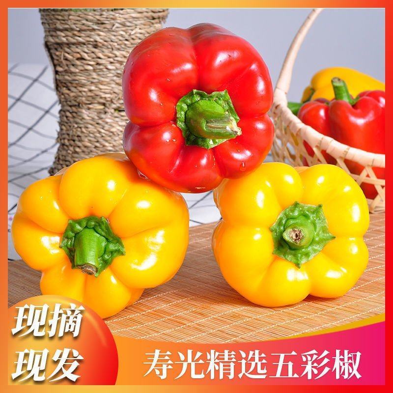 精品红彩椒圆椒寿光产地直供大量上市品质好价格低欢迎
