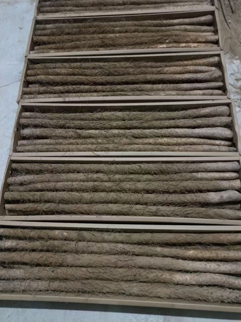 陕西铁棍山药一手货源量大从优质量保证欢迎咨询